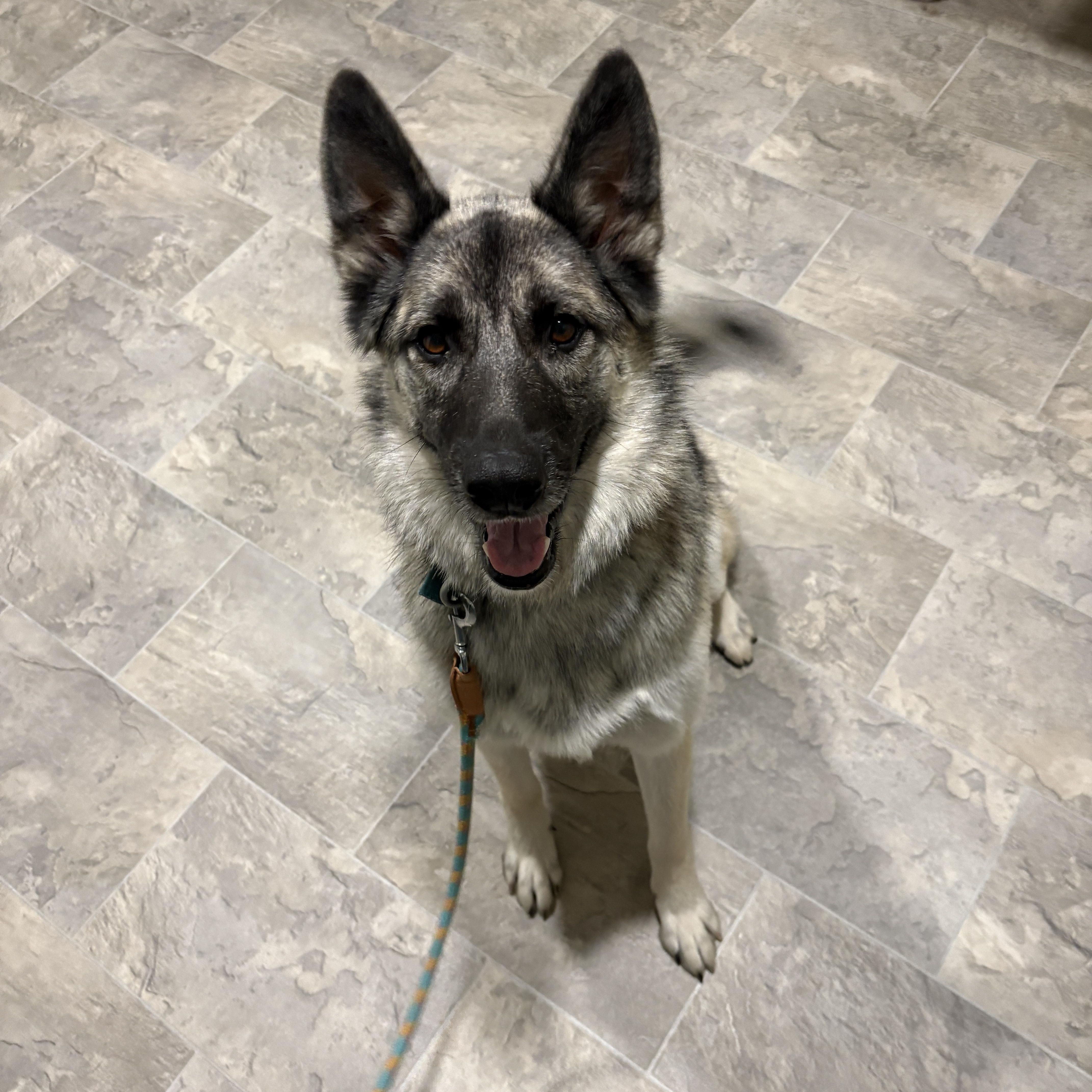 Enlarge Aura, an adopted mixed breed in Grant, NE image 4/6