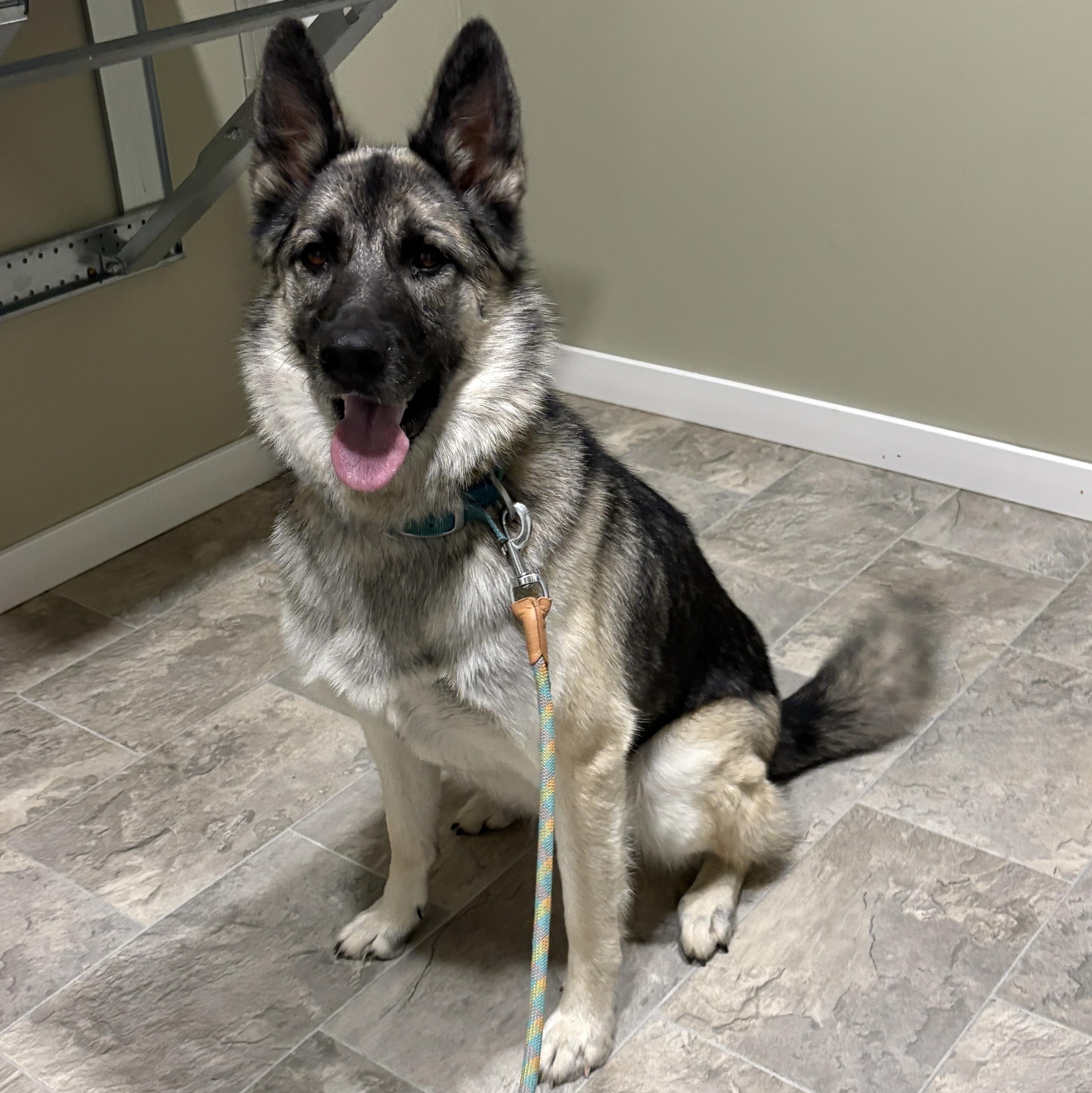Enlarge Aura, an adopted mixed breed in Grant, NE image 6/6
