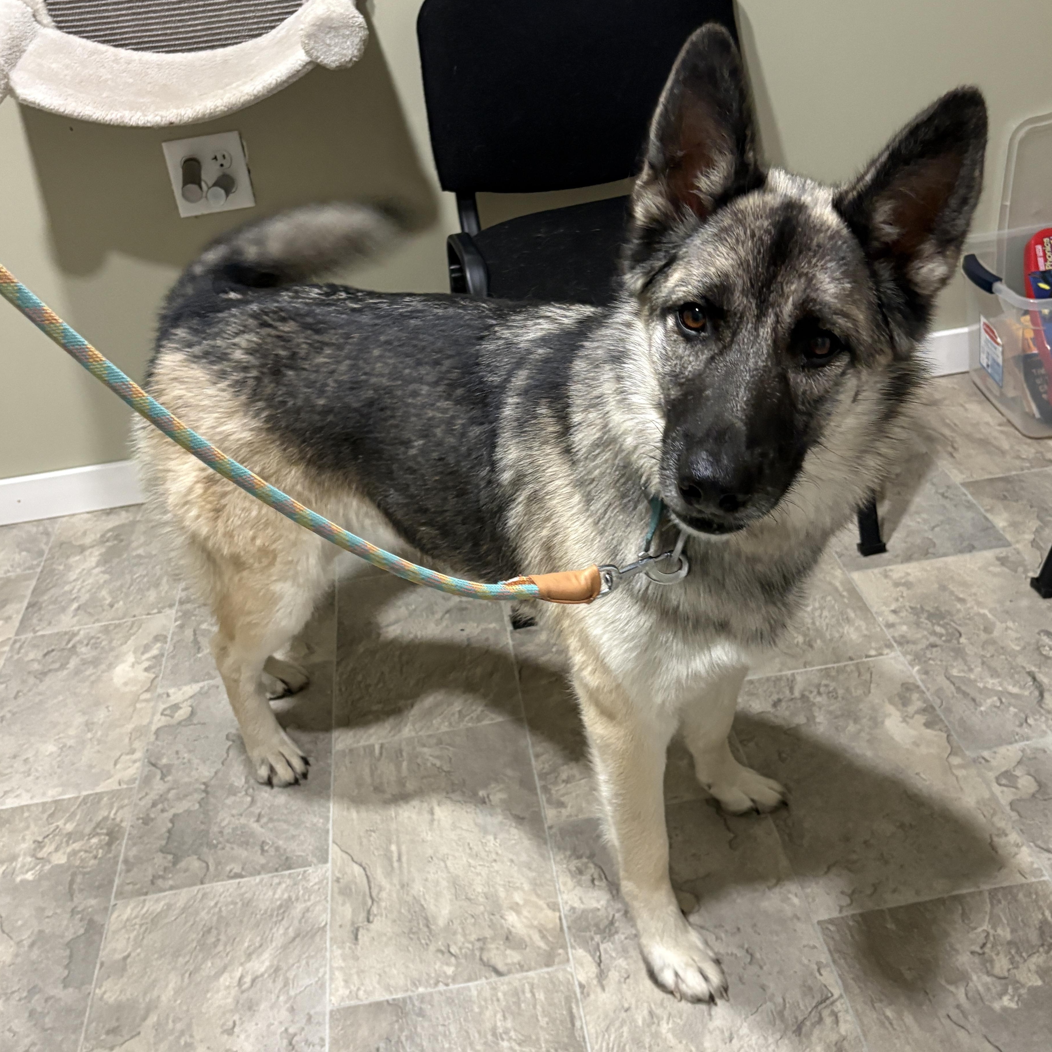 Enlarge Aura, an adopted mixed breed in Grant, NE image 5/6