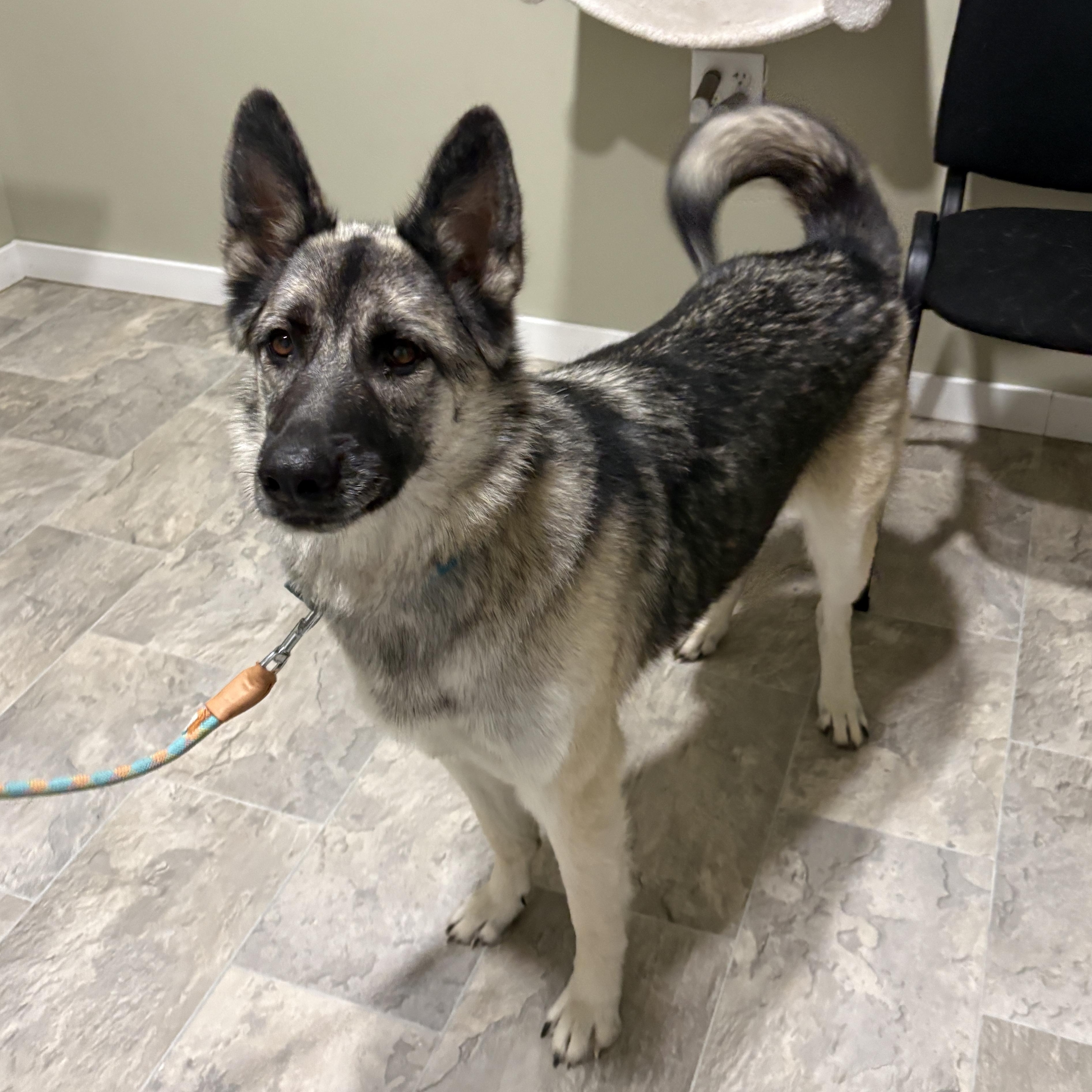 Enlarge Aura, an adopted mixed breed in Grant, NE image 2/6