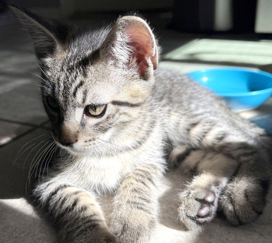 Enlarge Stripey, a Adopted Domestic Short Hair in Ventura, CA image 1/3