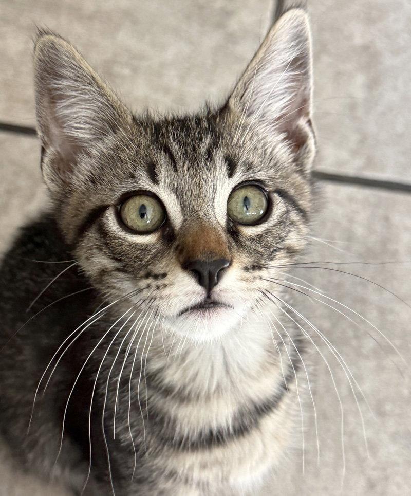 Enlarge Stripey, a Adopted Domestic Short Hair in Ventura, CA image 2/3