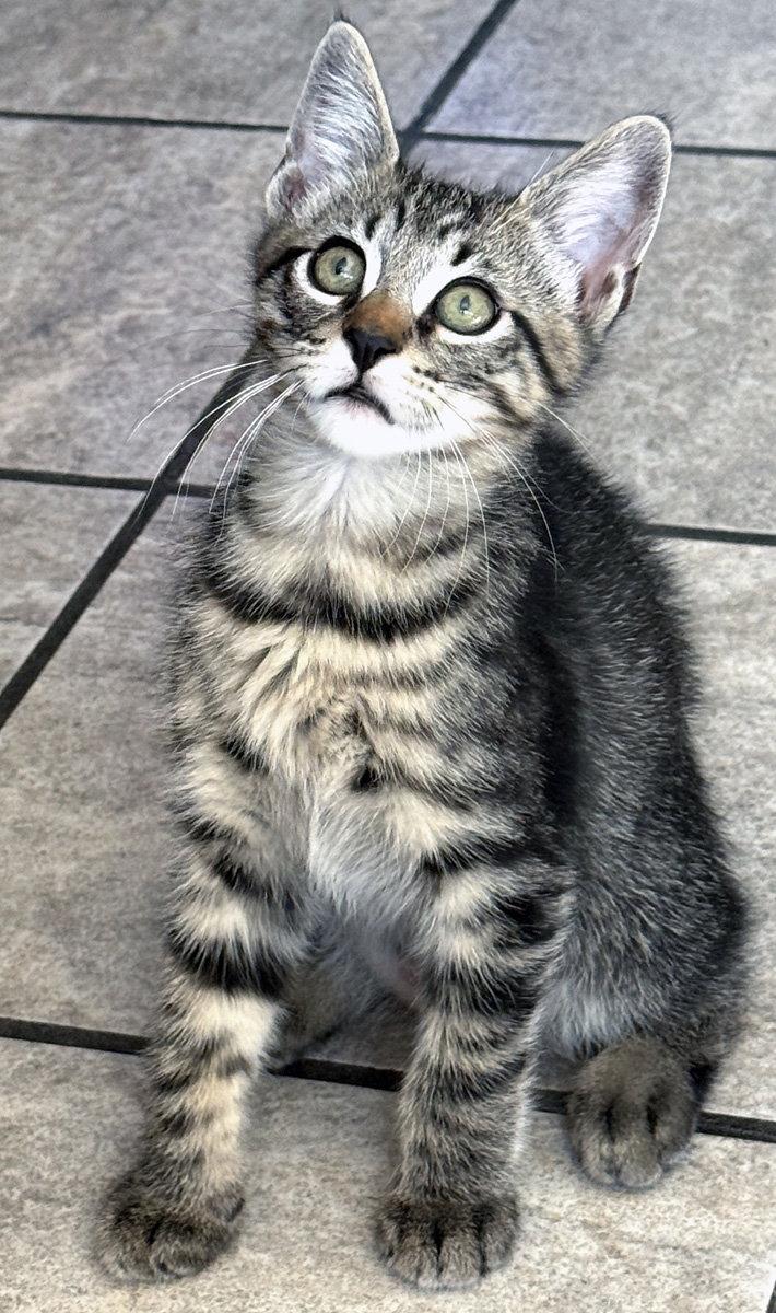 Enlarge Stripey, a Adopted Domestic Short Hair in Ventura, CA image 3/3