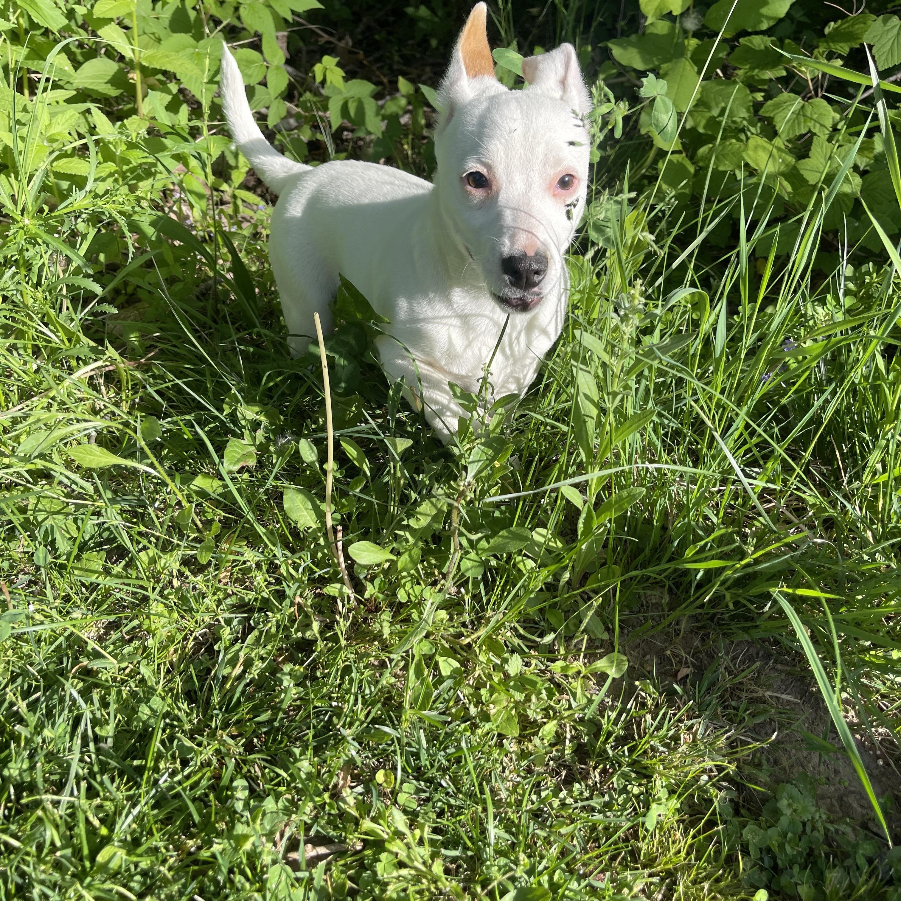 Enlarge Storm, a ADOPTABLE mixed breed in Winter, WI image 2/2