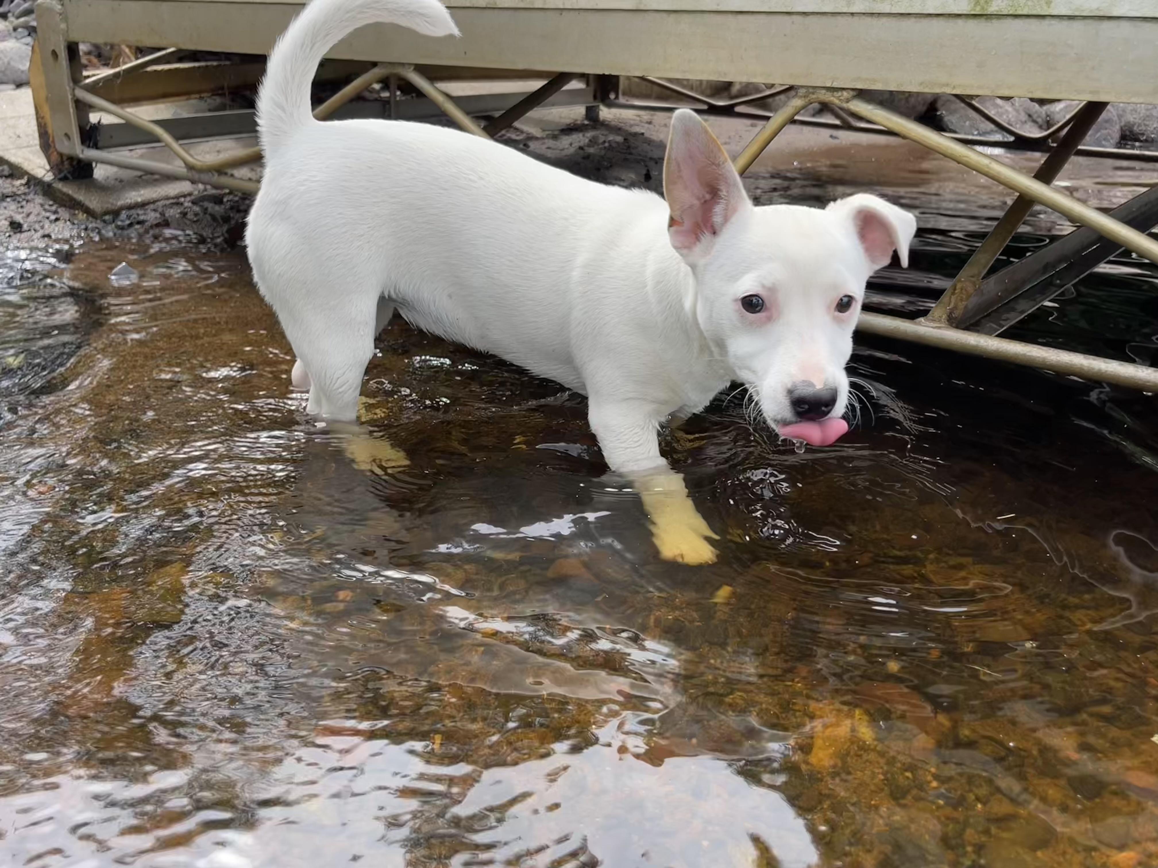 Storm, ADOPTABLE, Young Female Jack Russell Terrier & Rat Terrier.