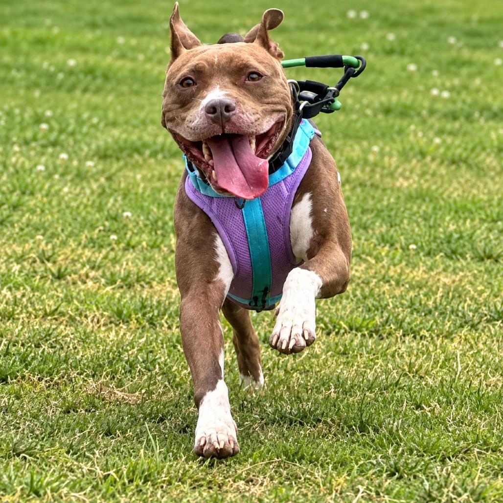 Sissy, Adoptable, Adult Female Mixed Breed.