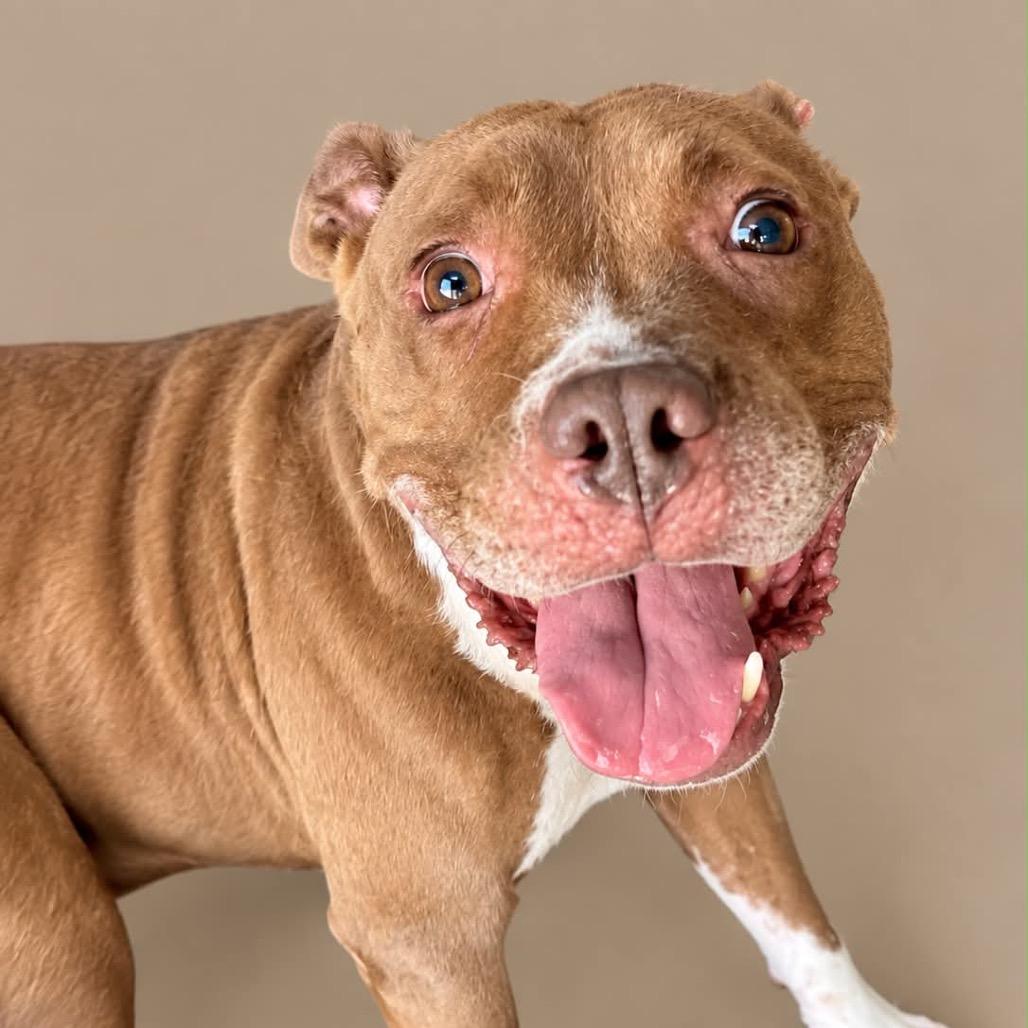 Enlarge Sissy, a Adoptable Mixed Breed in Corbin, KY image 2/6