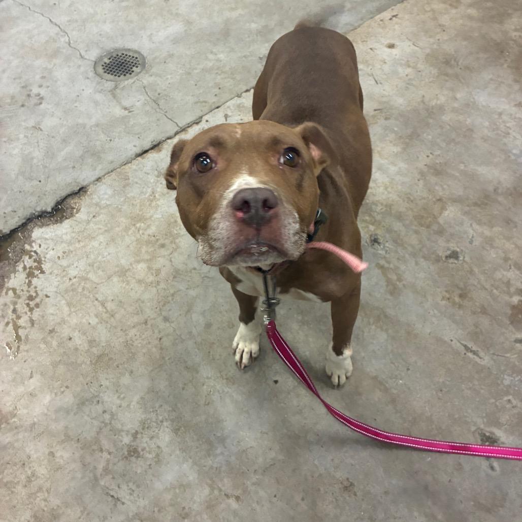 Enlarge Sissy, a Adoptable Mixed Breed in Corbin, KY image 3/6