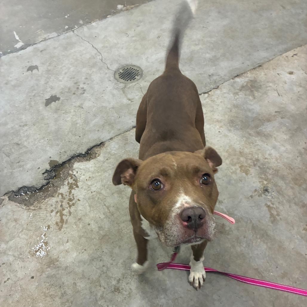 Enlarge Sissy, a Adoptable Mixed Breed in Corbin, KY image 4/6