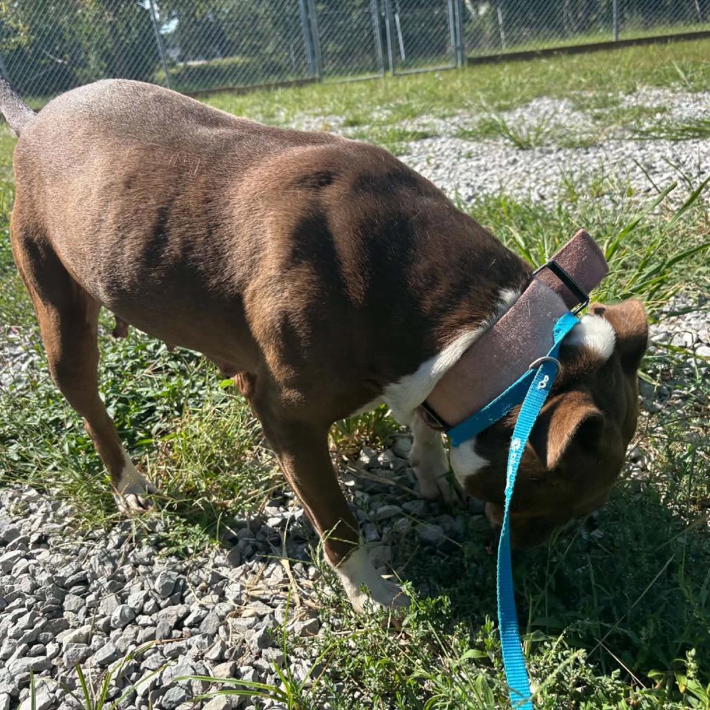Enlarge Sissy, a Adoptable Mixed Breed in Corbin, KY image 5/6
