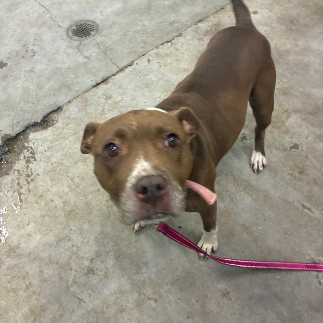 Enlarge Sissy, a Adoptable Mixed Breed in Corbin, KY image 6/6