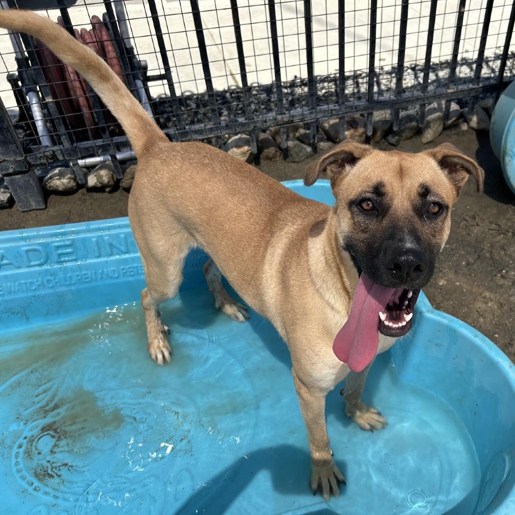 Layla*, a Adoptable mixed breed in San Gabriel, CA image 1/6