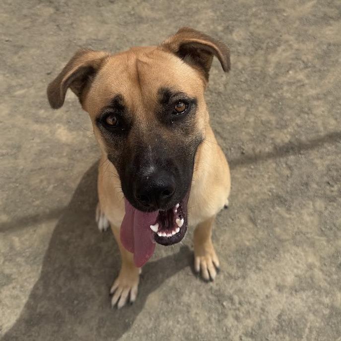 Layla*, a Adoptable mixed breed in San Gabriel, CA image 2/6