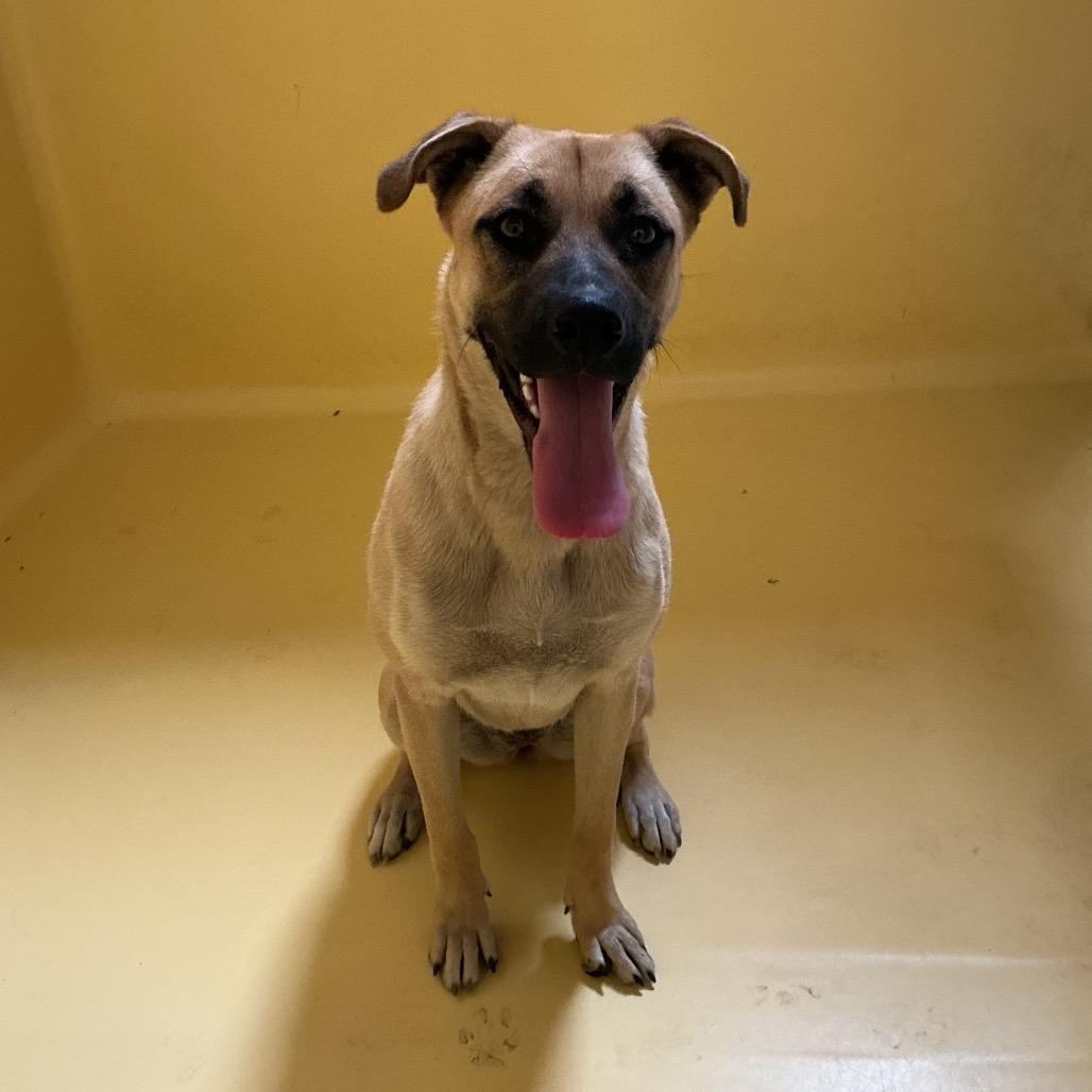 Layla*, Adoptable, Young Female Shepherd & Mixed Breed.