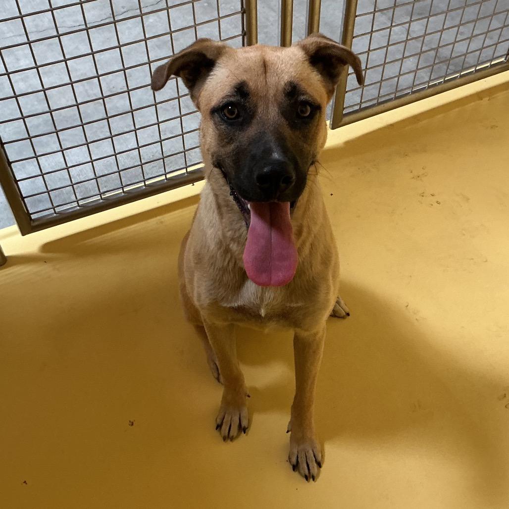 Enlarge Layla*, a Adoptable mixed breed in San Gabriel, CA image 2/3