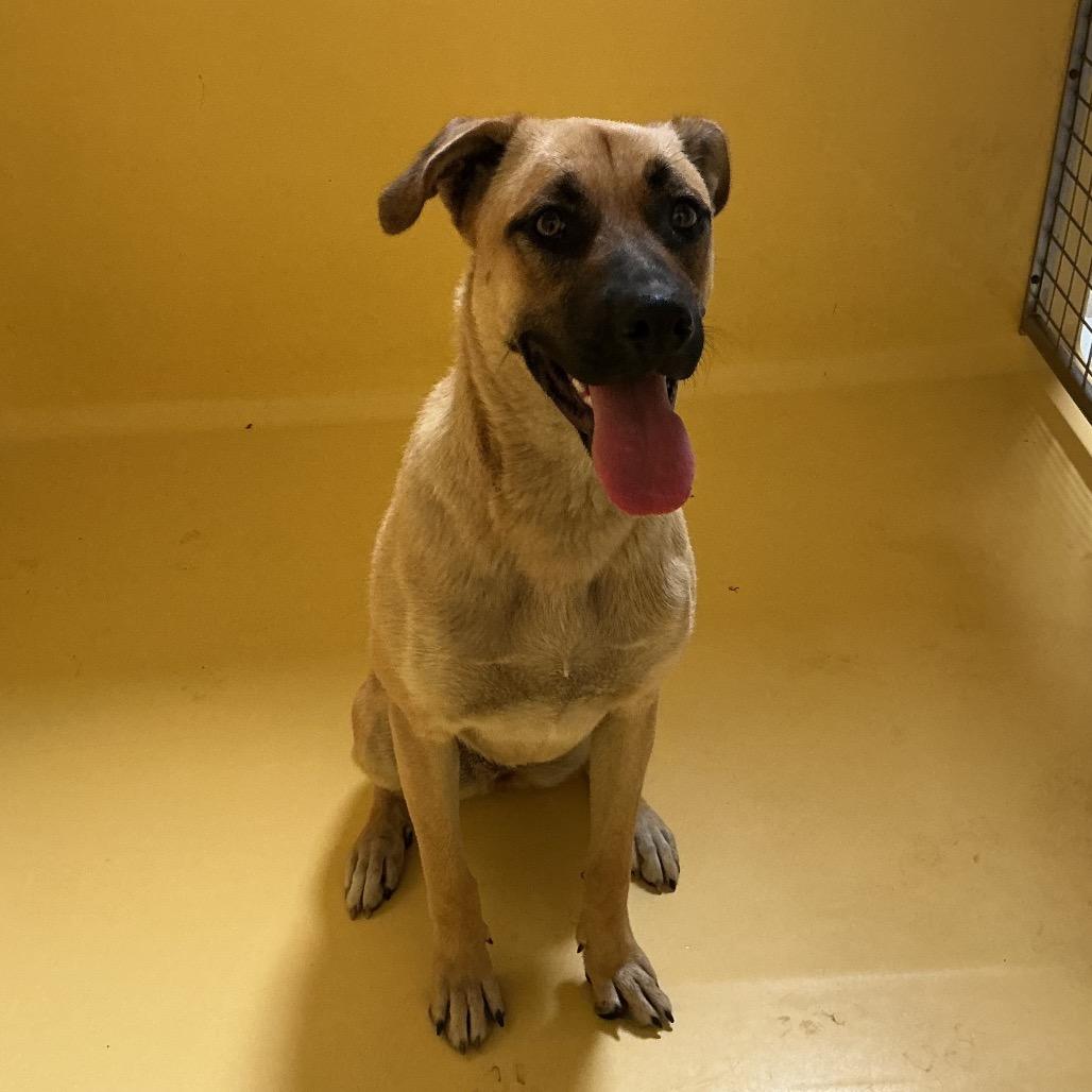 Enlarge Layla*, a Adoptable mixed breed in San Gabriel, CA image 3/3