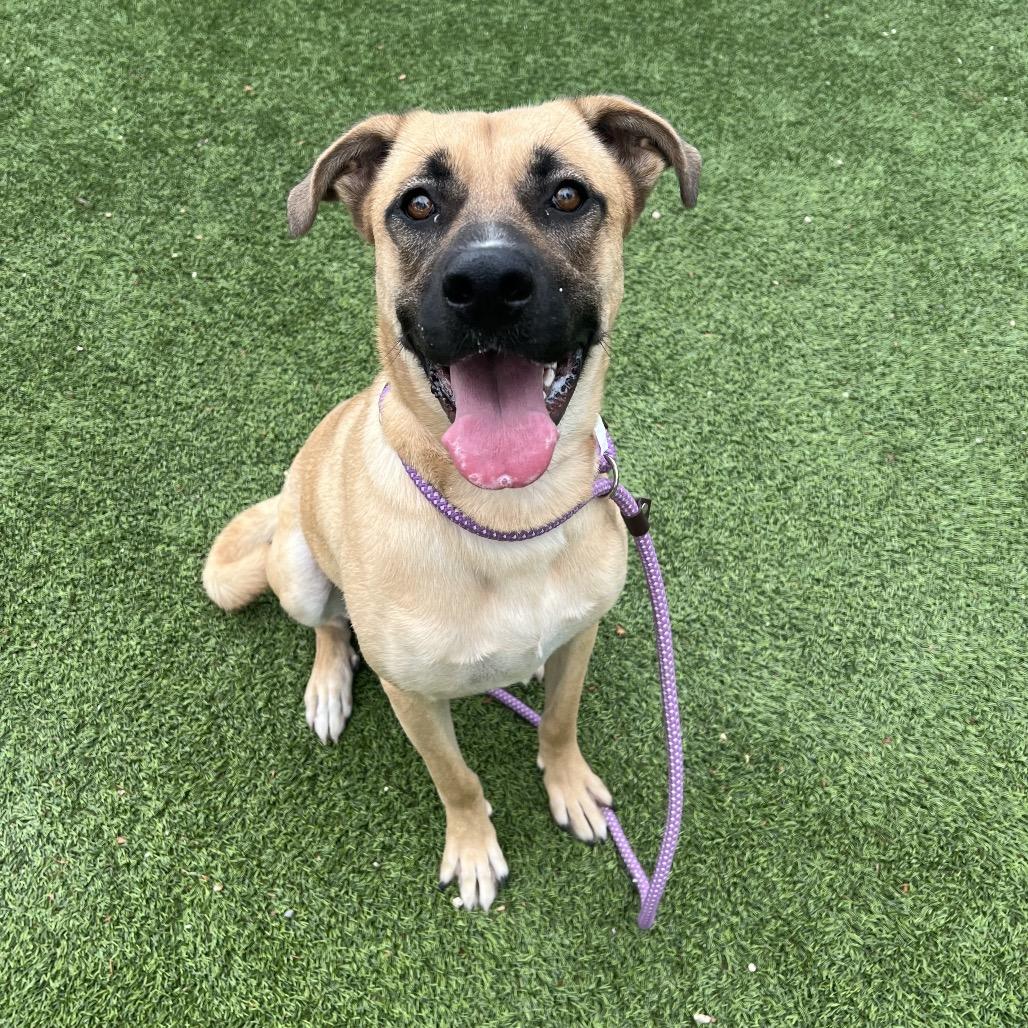 Layla*, a Adoptable mixed breed in San Gabriel, CA image 4/4