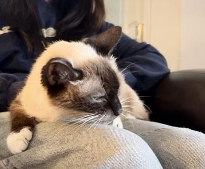 Helena, Adoptable, Adult Female Siamese & Domestic Short Hair.