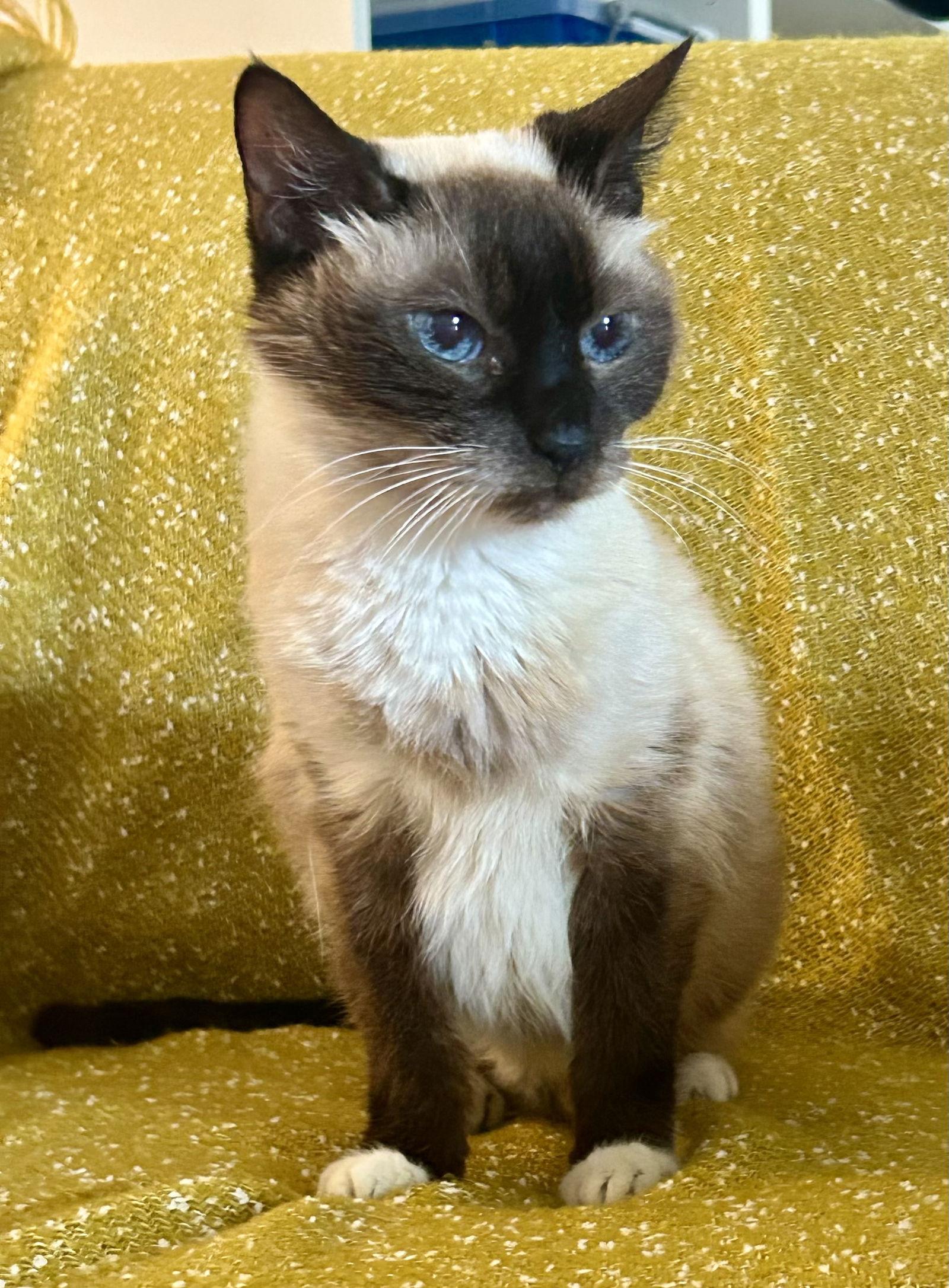 Enlarge Helena, a Adoptable mixed breed in Seal Beach, CA image 2/2