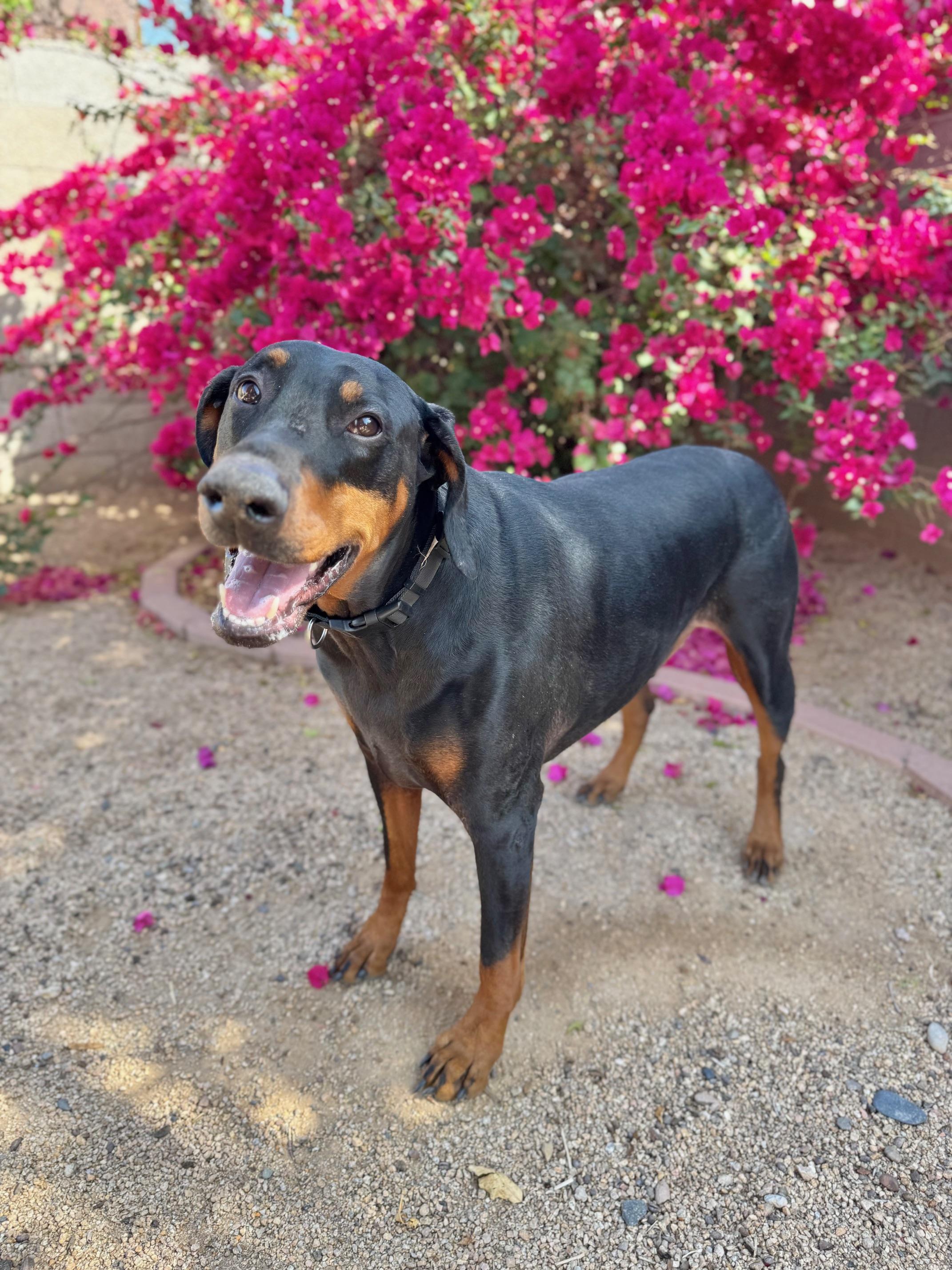 Scooby Doo, Adopted, Young Male Doberman Pinscher.