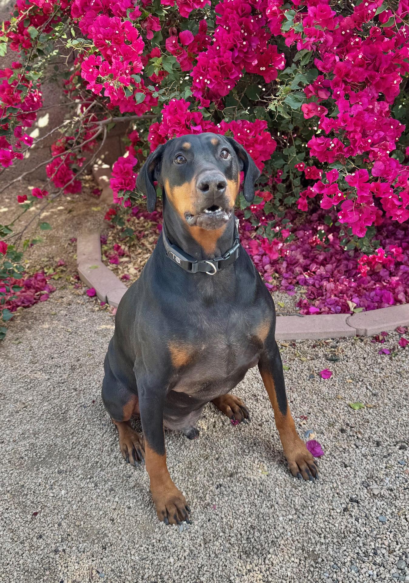 Enlarge Scooby Doo, a Adopted Doberman Pinscher in Phoenix, AZ image 2/4