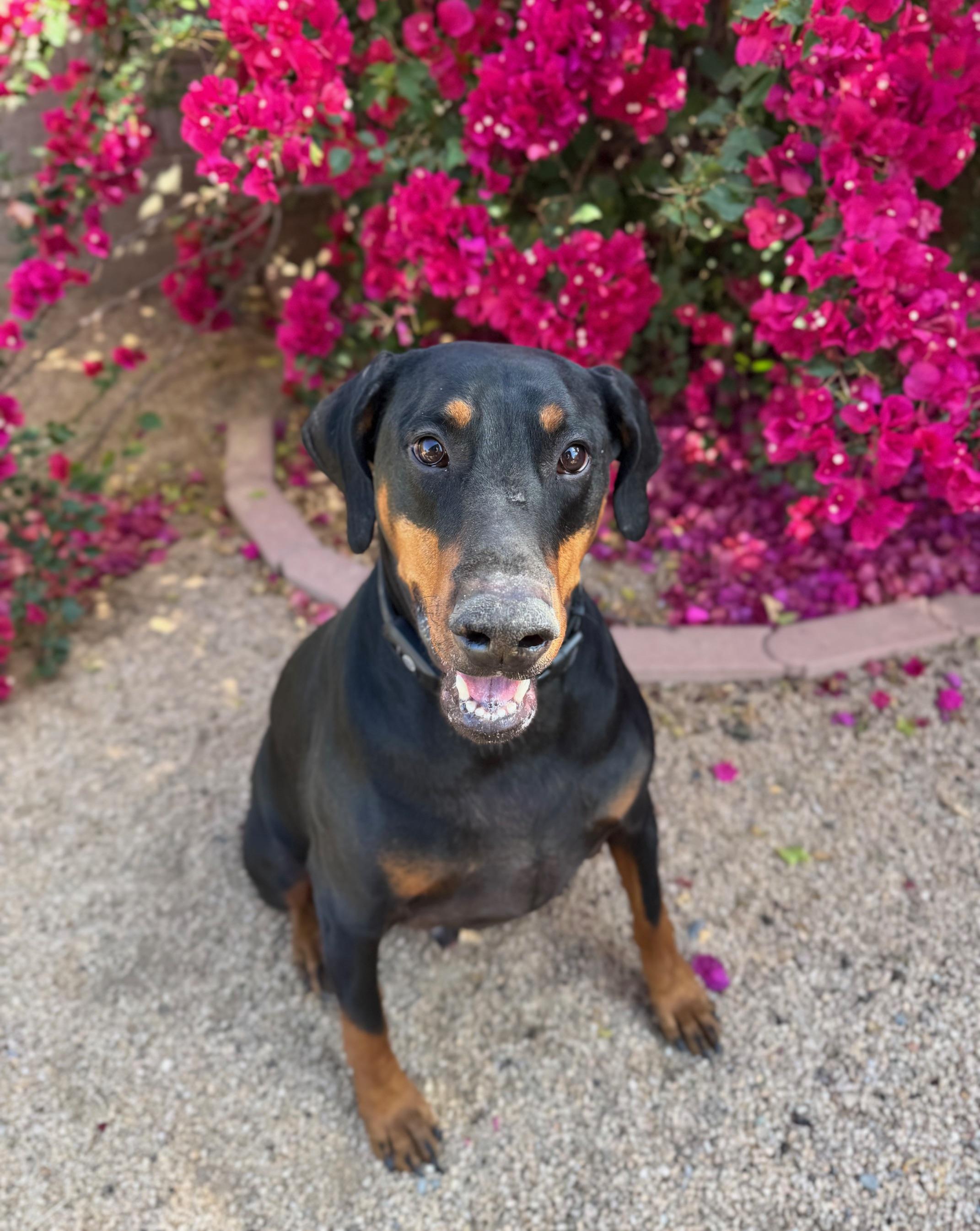 Enlarge Scooby Doo, a Adopted Doberman Pinscher in Phoenix, AZ image 3/4