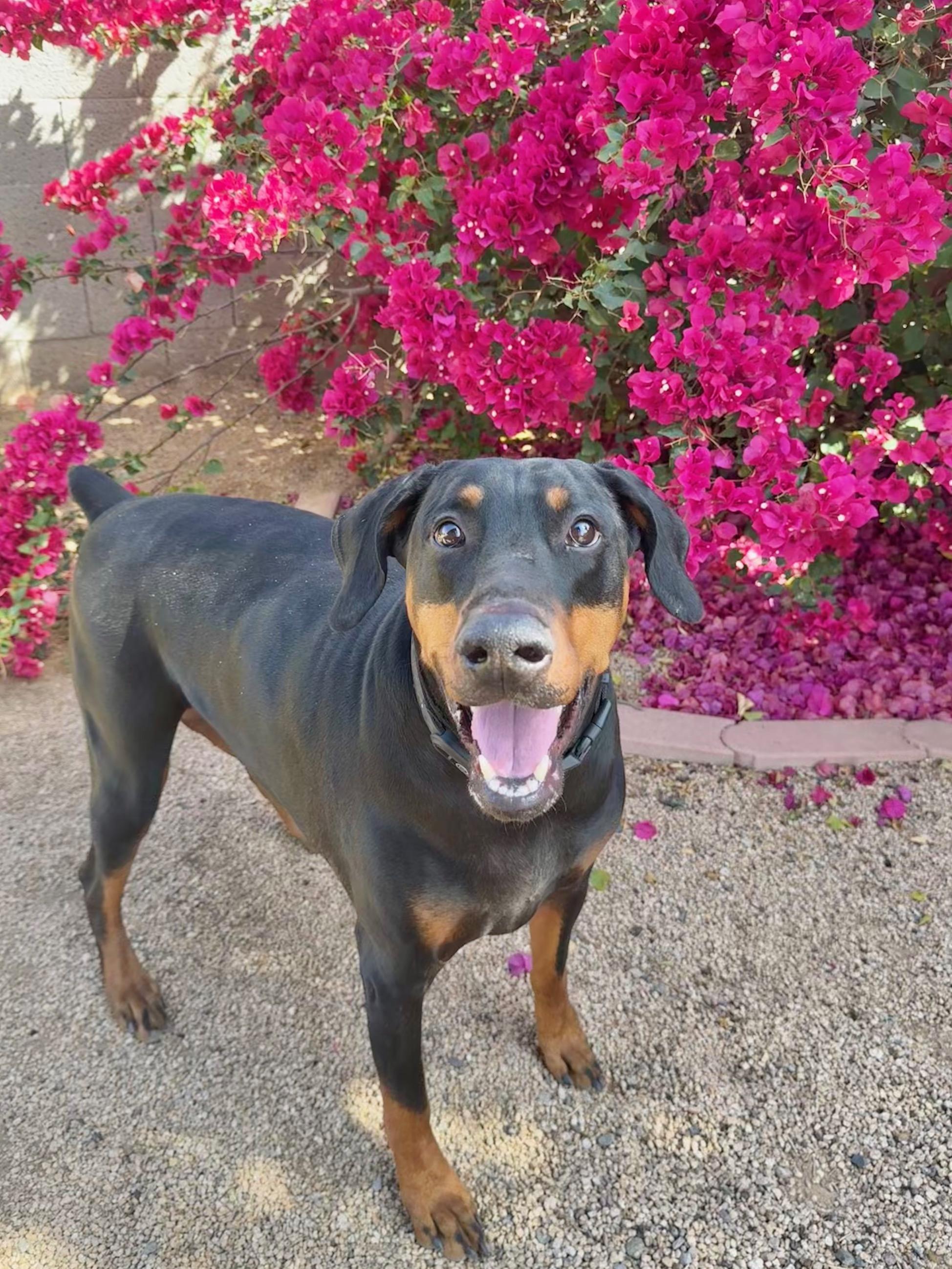 Enlarge Scooby Doo, a Adopted Doberman Pinscher in Phoenix, AZ image 4/4