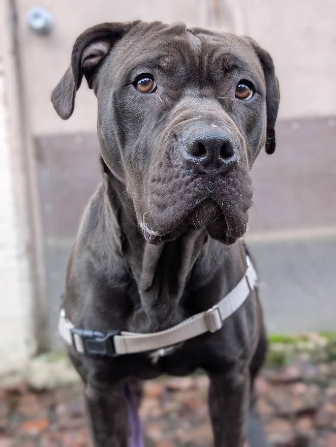 Enlarge Millie, a ADOPTABLE mixed breed in Coquitlam, BC image 1/4