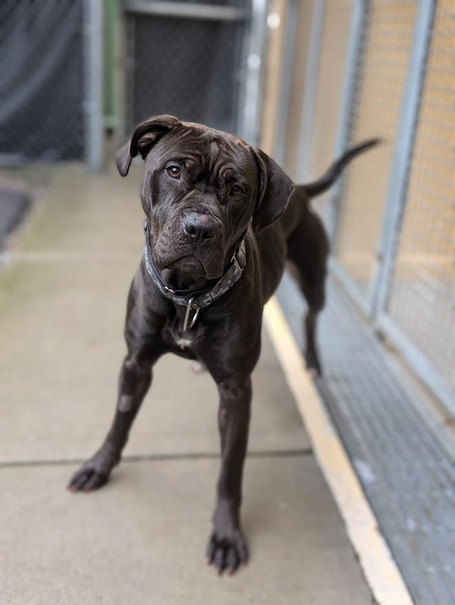 Millie, ADOPTABLE, Adult Female Cane Corso.