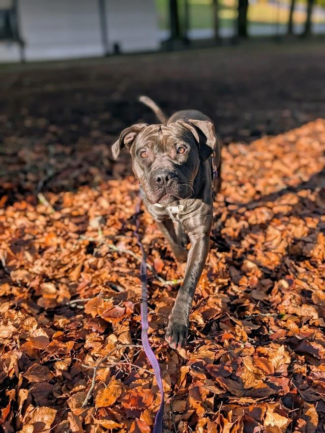 Enlarge Millie, a ADOPTABLE mixed breed in Coquitlam, BC image 2/4