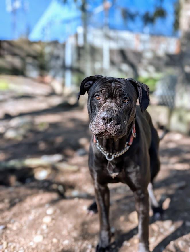 Enlarge Millie, a ADOPTABLE mixed breed in Coquitlam, BC image 1/4