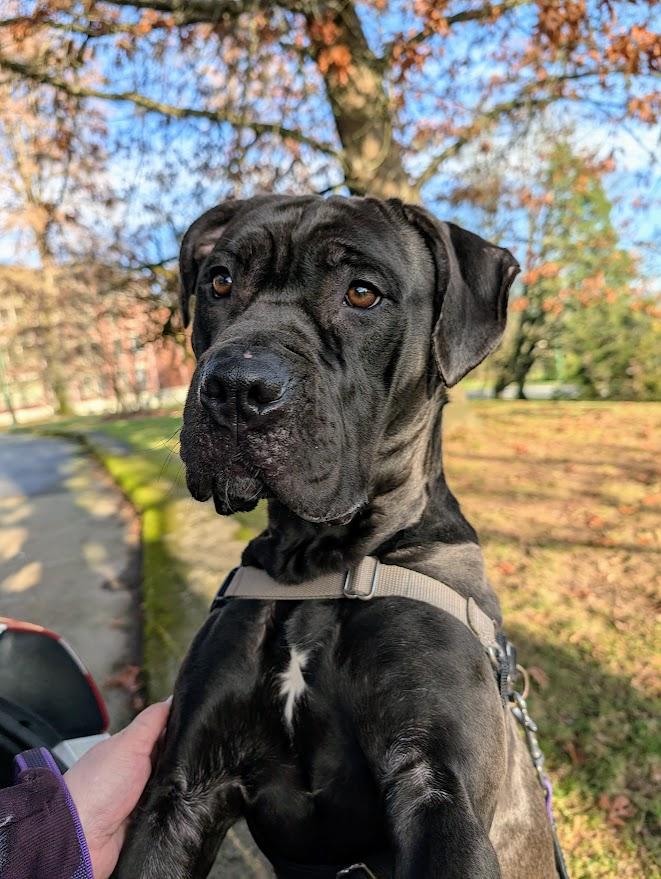 Enlarge Millie, a ADOPTABLE mixed breed in Coquitlam, BC image 4/4