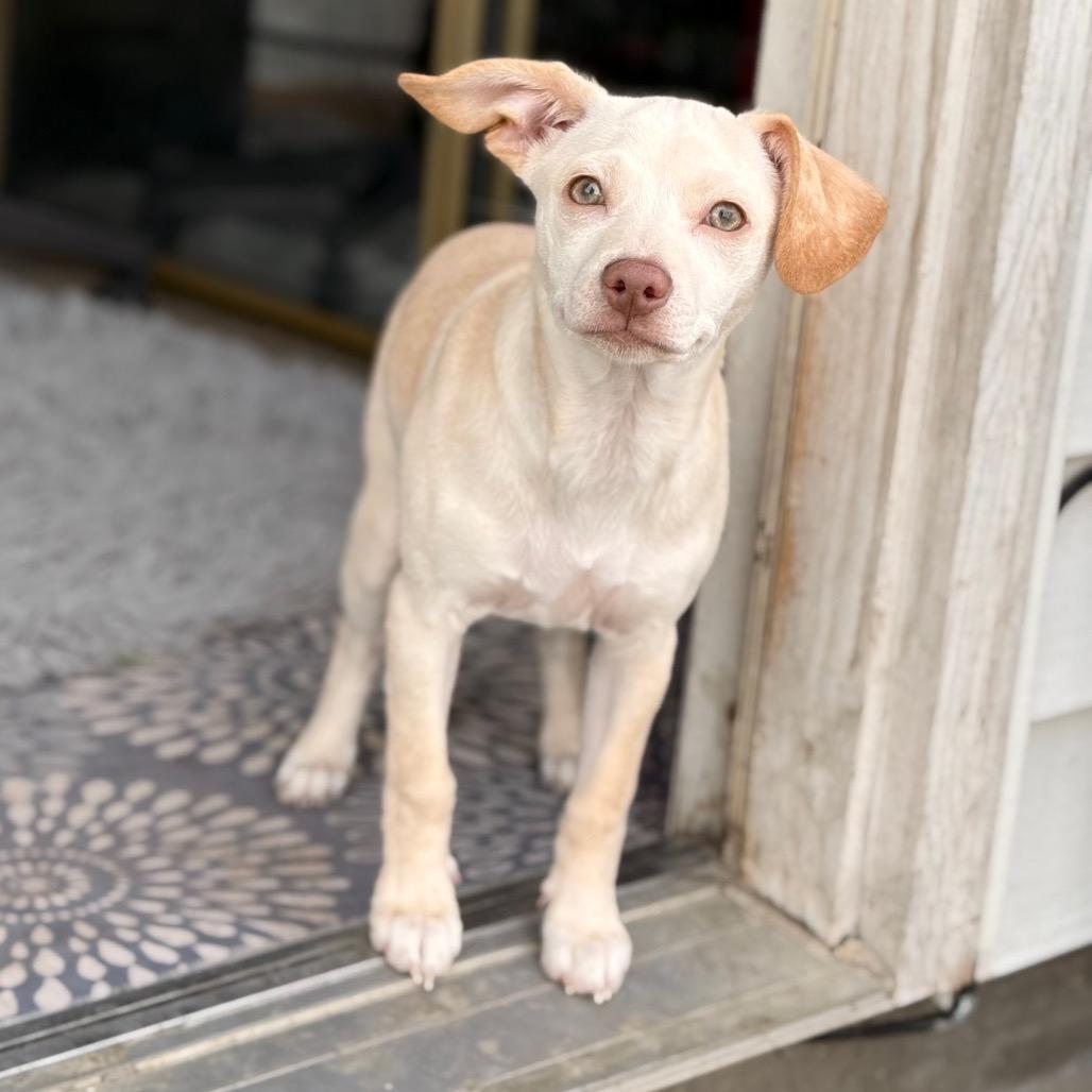 Luna, Adoptable, Puppy Female Chihuahua.