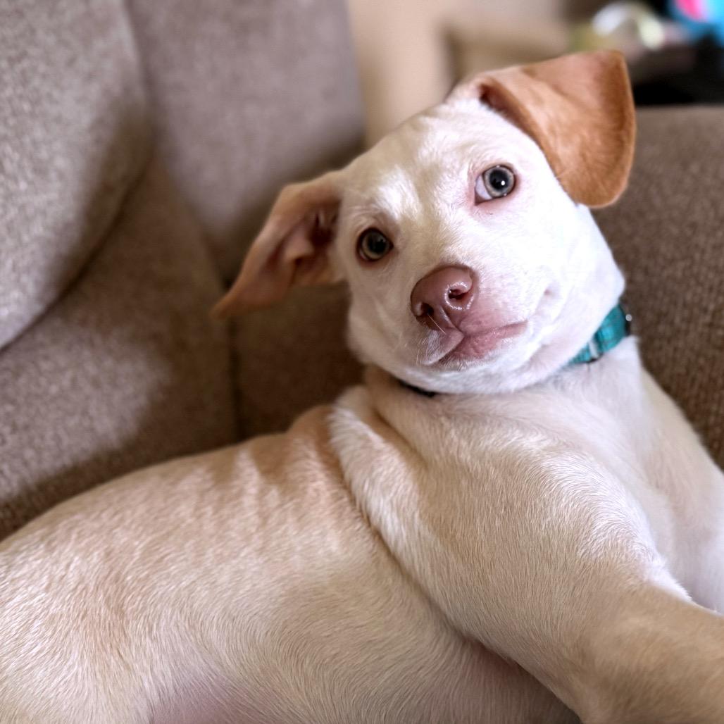 Luna, a Adoptable Chihuahua in West Richland, WA image 3/6