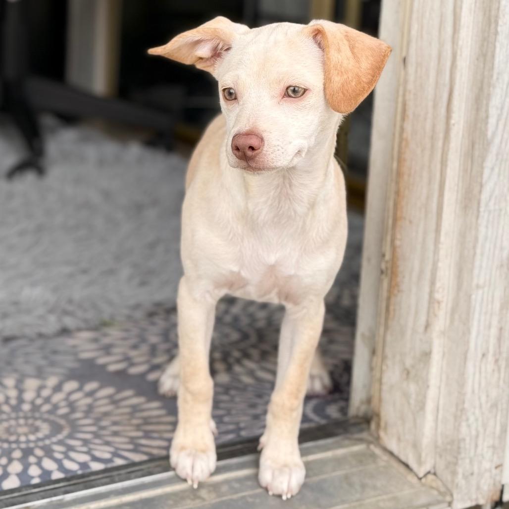 Luna, a Adoptable Chihuahua in West Richland, WA image 4/6