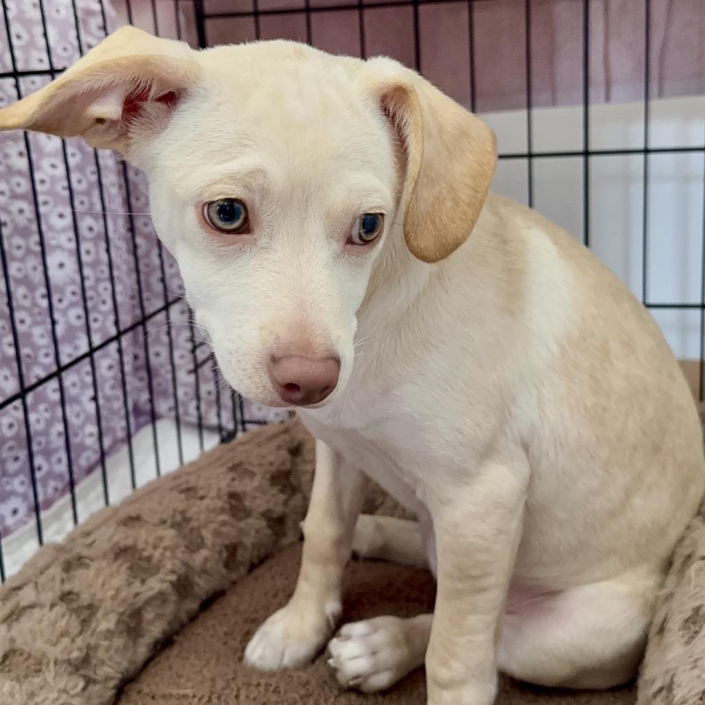 Luna, a Adoptable Chihuahua in West Richland, WA image 6/6