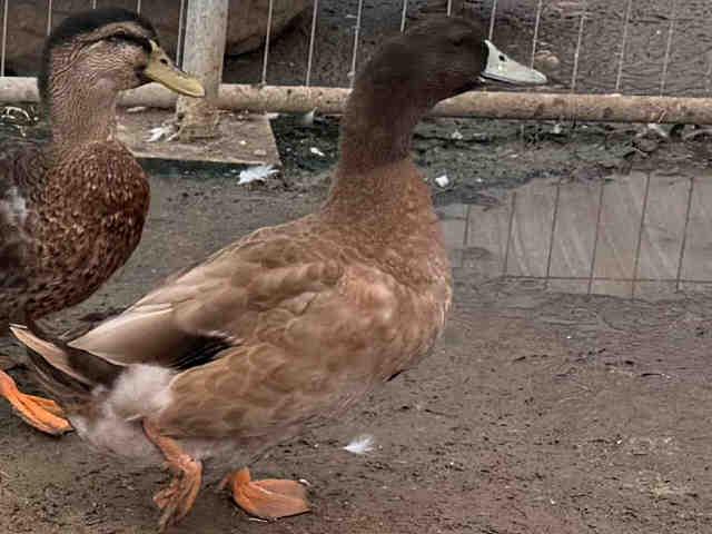 A1952355, Adoptable, Adult Male Duck.