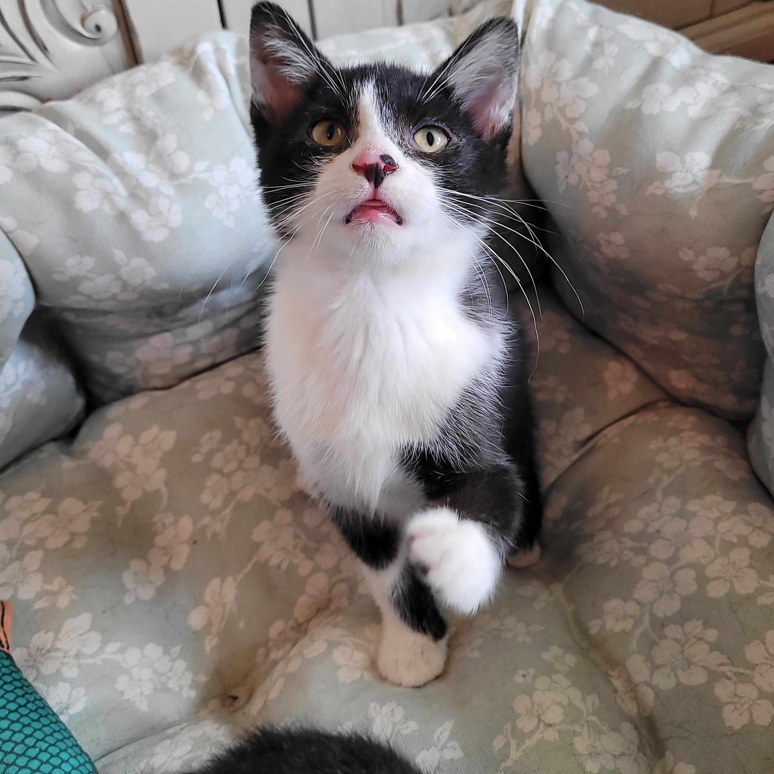 Ty, ADOPTABLE, Kitten Female Domestic Short Hair.