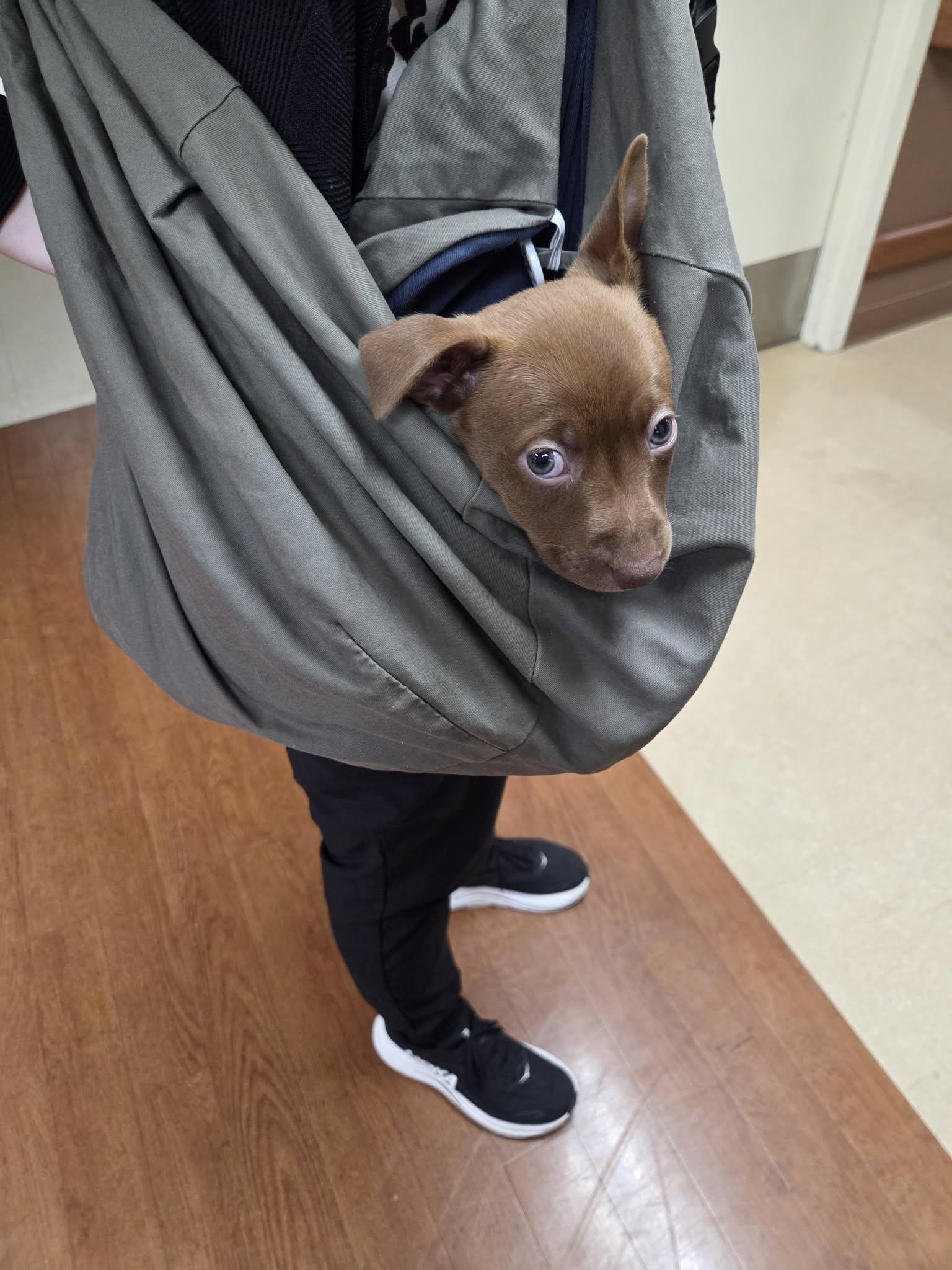 Schnapps, a ADOPTABLE mixed breed in Lacey, WA image 4/5
