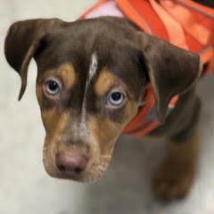 Enlarge Dorito, a Adopted Mixed Breed in Green Valley, AZ image 2/6