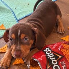 Enlarge Dorito, a Adopted Mixed Breed in Green Valley, AZ image 3/6
