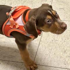 Enlarge Dorito, a Adopted Mixed Breed in Green Valley, AZ image 5/6