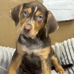 Enlarge Dorito, a Adopted Mixed Breed in Green Valley, AZ image 1/6