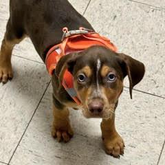 Enlarge Dorito, a Adopted Mixed Breed in Green Valley, AZ image 6/6