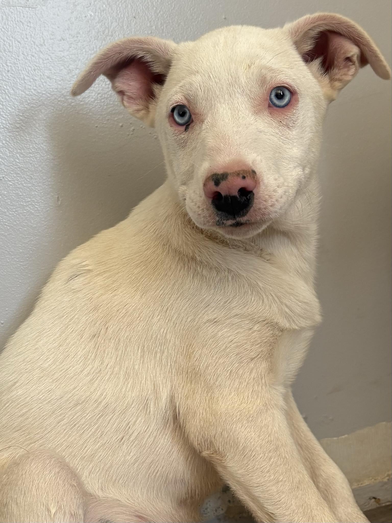 Ghost, an adoptable Catahoula Leopard Dog & Australian Shepherd Mix in Socorro, NM_image-1