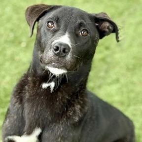 Delmar, ADOPTABLE, Young Male Cane Corso.
