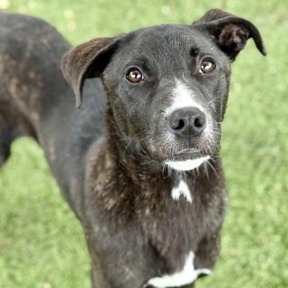 Delmar, a ADOPTABLE mixed breed in Red Bluff, CA image 3/4