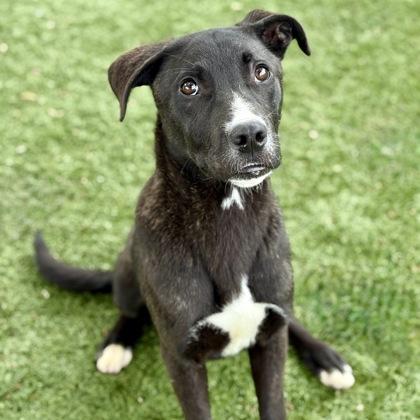 Delmar, a ADOPTABLE mixed breed in Red Bluff, CA image 2/4