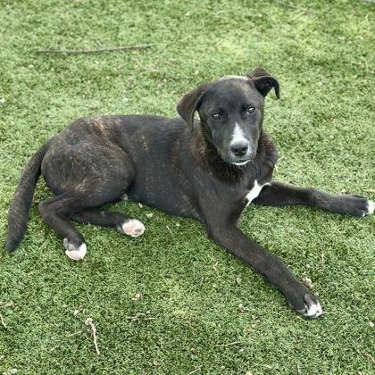 Delmar, a ADOPTABLE mixed breed in Red Bluff, CA image 4/4