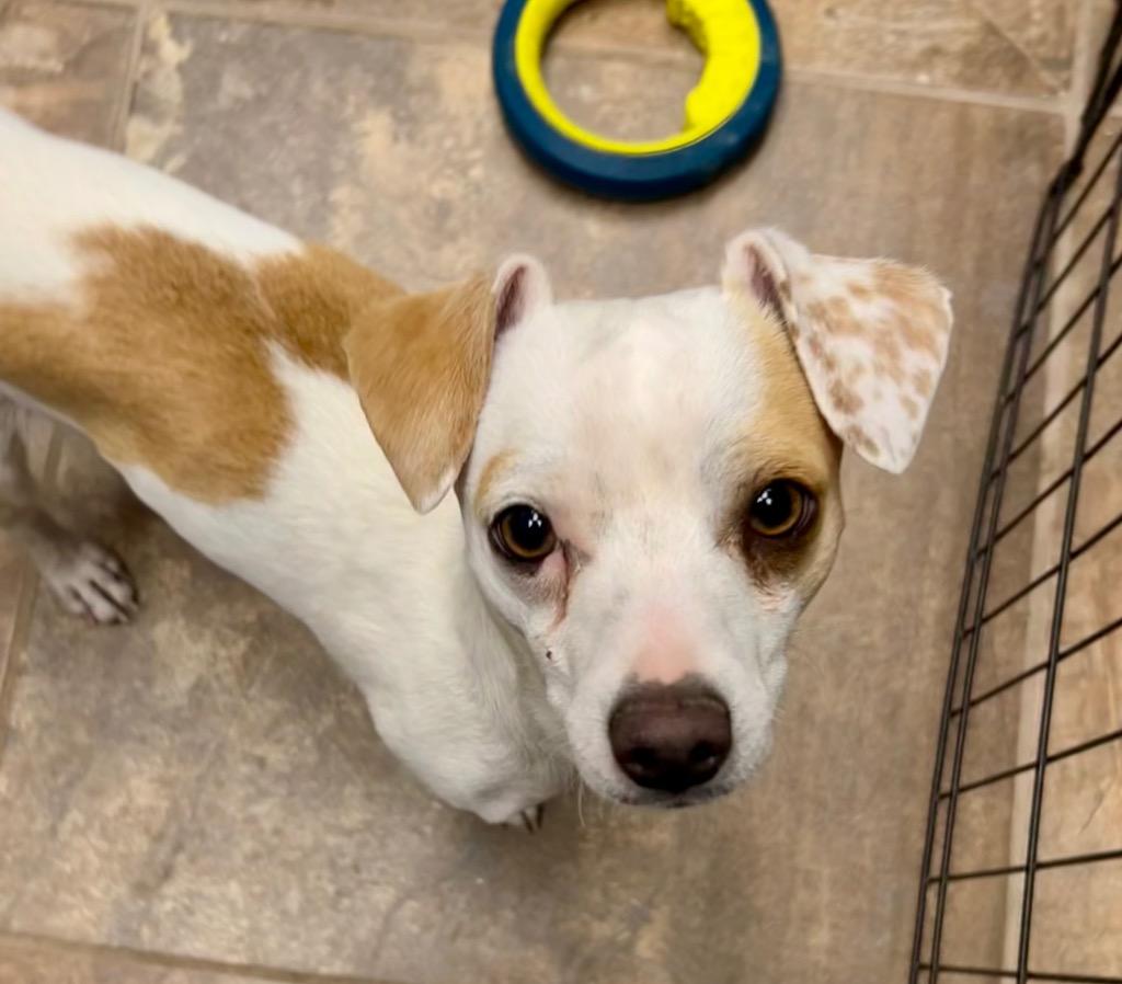 Loki, Adoptable, Young Male Chihuahua & Dachshund.